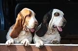 BASSET HOUND 046